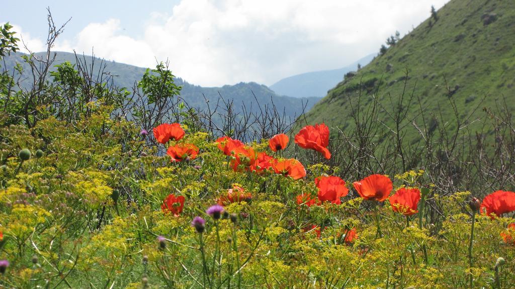Kaçkar Pansiyon Yaylalar Extérieur photo
